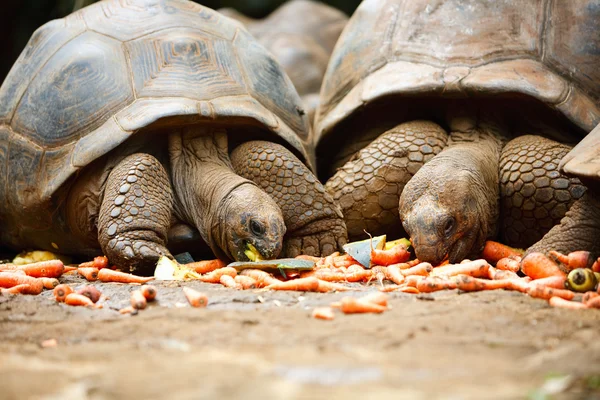 Two Giant Turtles Eating Vegetables — Stock Photo, Image