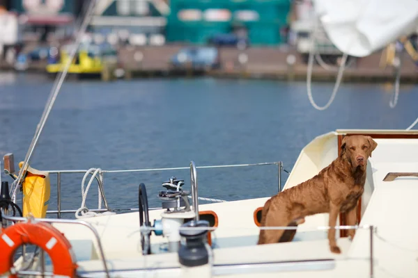 Dog on yacht — Stock Photo, Image