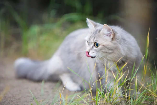 stock image 12 years old beautiful gray cat outdoors