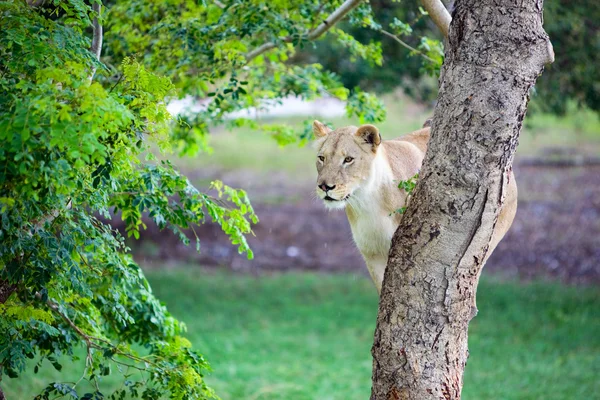Hunting Lioness. Young lioness ready to jump from tree.