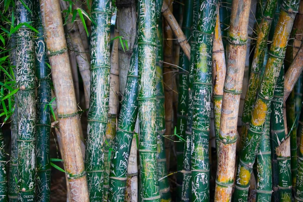 Bamboe Graffiti Close Van Bamboe Met Geschriften Het — Stockfoto