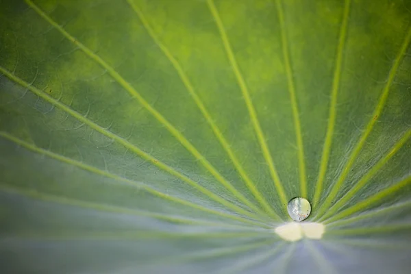 Closeup Water Drop Leaf — Stock Photo, Image