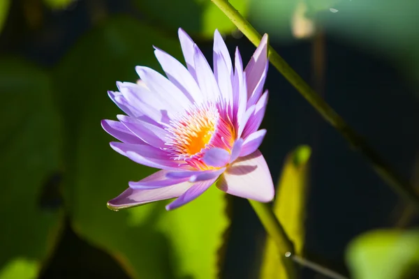 Beautiful Pink Lily Pond — Stock Photo, Image