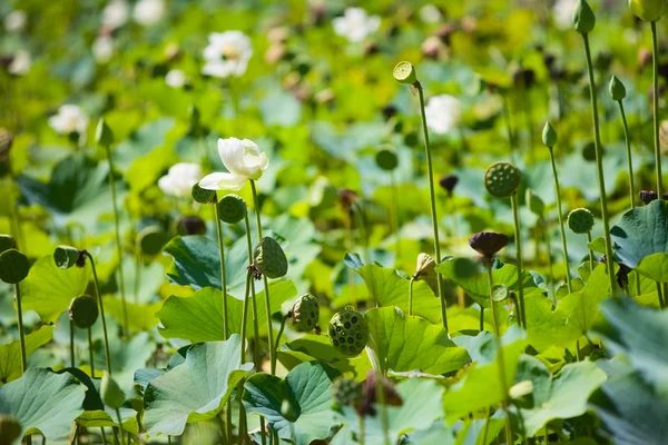 Beautiful White Lily Pond — Stock Photo, Image