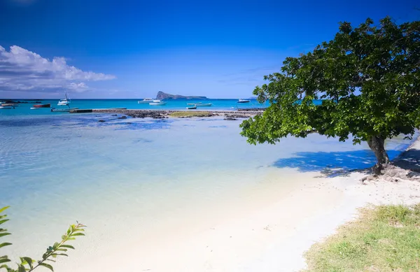 Mauricio septentrional — Foto de Stock
