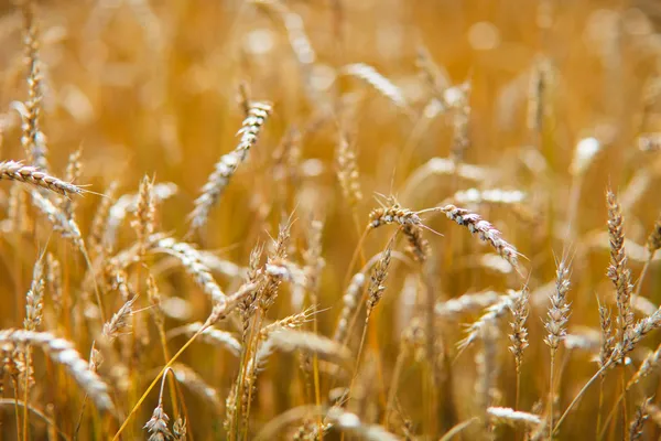 Golden wheat field Royalty Free Stock Images
