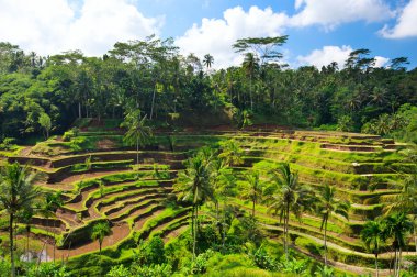 Panorama of beautiful rice terraces at Central Bali clipart
