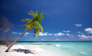 Beautiful white sand beach with palm tree clipart