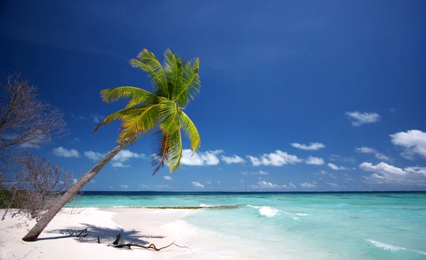Palmiye Ağacı Ile Güzel Beyaz Kum Plaj — Stok fotoğraf