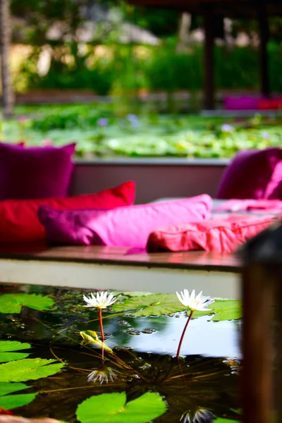 美丽的餐厅 浮着睡莲池塘中 — 图库照片