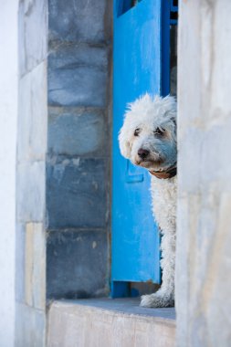 Small cute white dog sitting by blue gate clipart