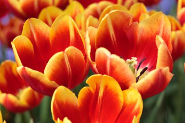 Orange Tulips clipart