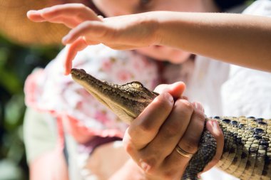 Boy touching baby Nile crocodile while father holding it. clipart