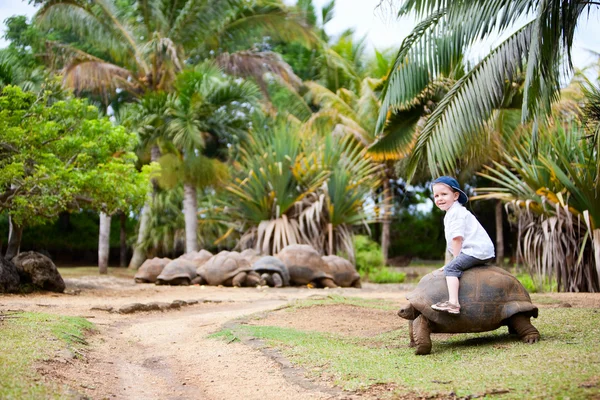 Spaß Mauritius Jähriger Junge Reitet Riesenschildkröte — Stockfoto