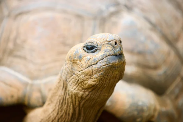 Dev kaplumbağa — Stok fotoğraf