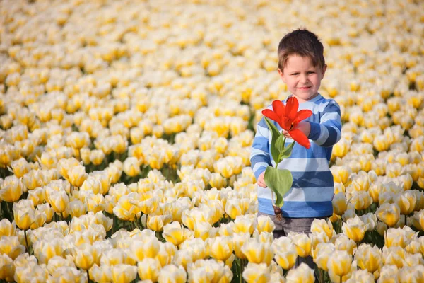 A fiú tulipán mező — Stock Fotó