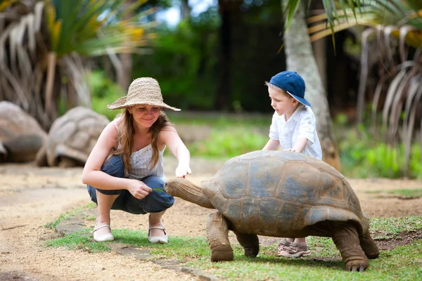 Nourrir la tortue géante — Photo