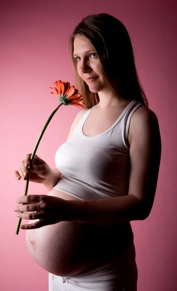 Красивая Недельная Беременная Женщина Цветком Немецкой Маргаритки Розовом Фоне — стоковое фото