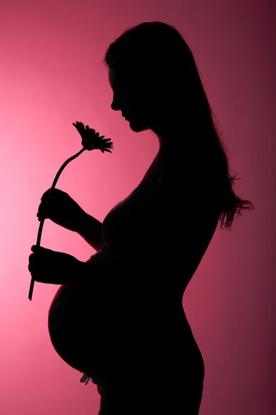 Silhuett av gravid kvinna — Stockfoto