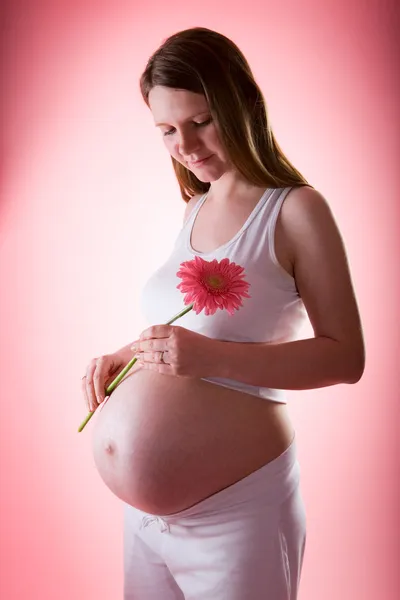 Piękne Tygodnie Ciąży Kobieta Gerber Stokrotka Kwiat Różowym Tle — Zdjęcie stockowe