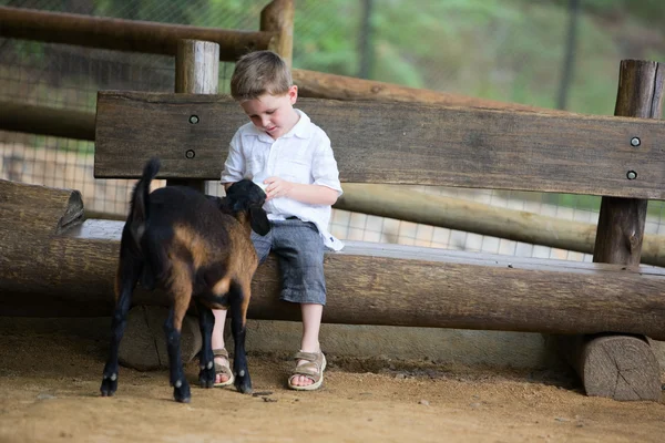 Feeding Baby Goat — Stock Photo, Image