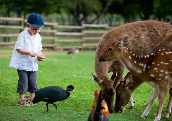 Little Boy Feeding Deers Farm — Stock Photo, Image