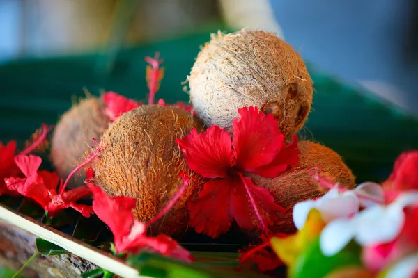 Cocos e flores de hibisco — Fotografia de Stock