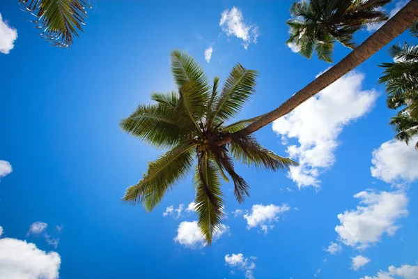 Palmiye ağaçları — Stok fotoğraf