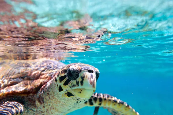 Hawksbill Deniz Kaplumbağası Seyşeller Hint Okyanusu Nda Yüzme Yakın Çekim — Stok fotoğraf