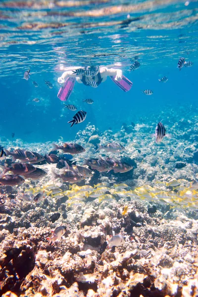 Mulher Snorkeling Fazer Fotos Vida Subaquática Foco Peixes — Fotografia de Stock