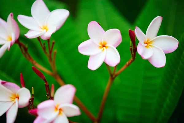 Mooie Roze Frangipani Bloemen Boom Tuin — Stockfoto