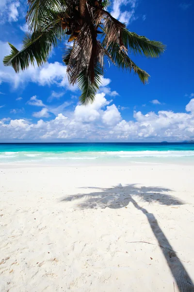 Palm Träd Skugga Tropiska Vit Sandstrand — Stockfoto