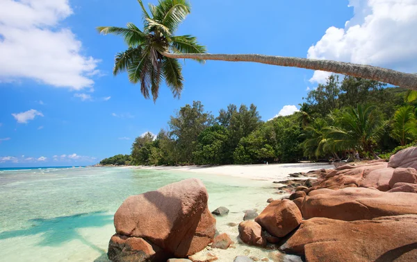 Seyşeller Mükemmel Plaj Beyaz Kum Turkuaz Suları Palmiye Ağaçları Mavi — Stok fotoğraf