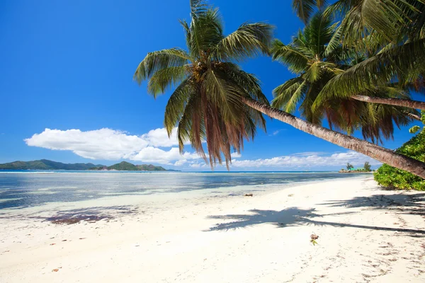 Tökéletes strand, Seychelles-szigetek — Stock Fotó