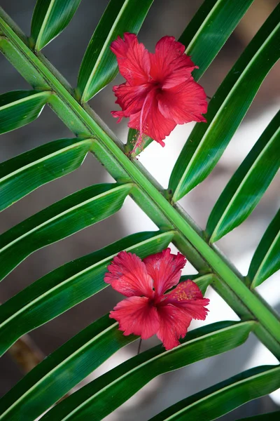 Tropické květiny pozadí — Stock fotografie