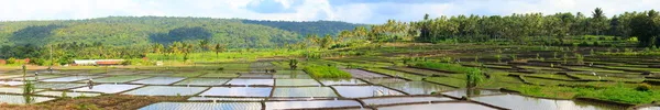 Панорама Красивого Рисового Поля Полного Воды Северном Бали — стоковое фото