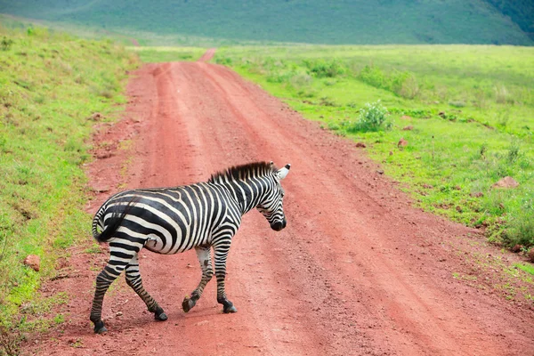 Зебра Идет Дороге Районе Нгоронгоро Танзании — стоковое фото