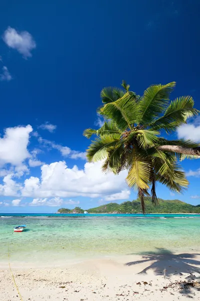 Palm tree hanging over beach — Stock Photo, Image