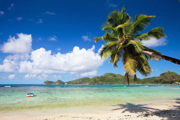 Perfekter Tropischer Strand Mit Palmen Über Weißem Sand Und Türkisfarbenem — Stockfoto