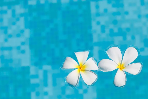 stock image Two frangipani flowers floating in blue water