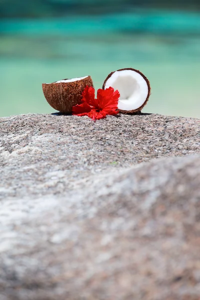 Kokos Tropická Květina Exotické Pobřeží — Stock fotografie