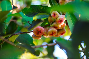 Closeup of rose apples on tree branch clipart