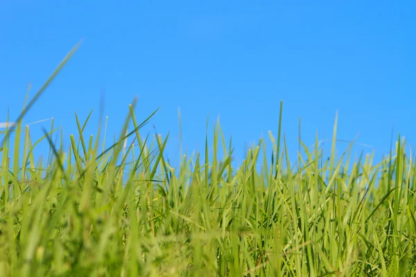 Πράσινο γρασίδι πάνω από το γαλάζιο του ουρανού — Φωτογραφία Αρχείου