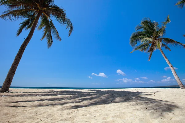 Palmy na tropické pláži — Stock fotografie