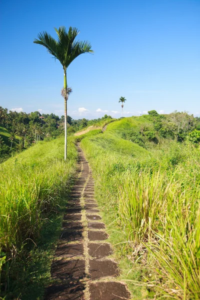 Bali landelijk gebied — Stockfoto