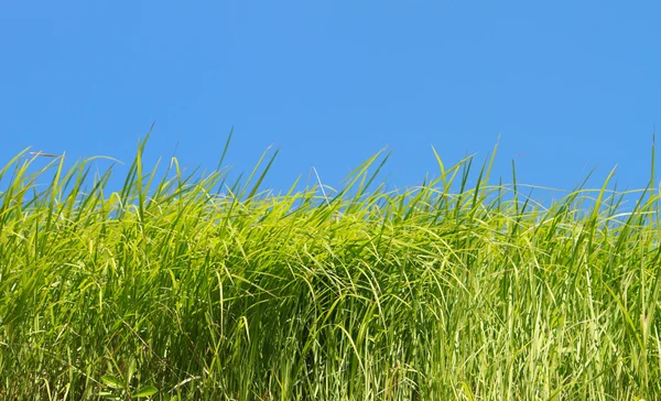 Hierba verde sobre el cielo azul —  Fotos de Stock