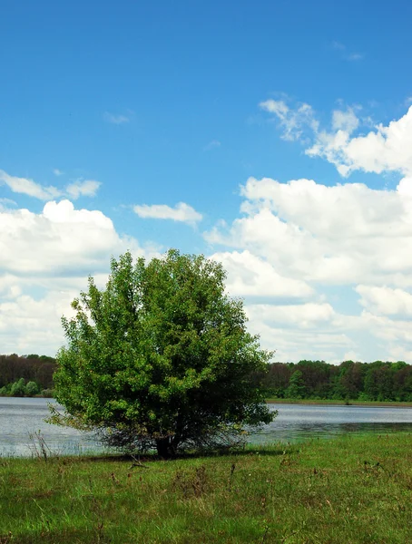 Paisaje con un árbol solitario en un campo de trigo bajo el cielo azul claro —  Fotos de Stock