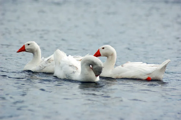 Manada de gansos domésticos brancos nadando em uma lagoa — Fotografia de Stock