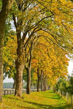 Autumn alley in Germany clipart