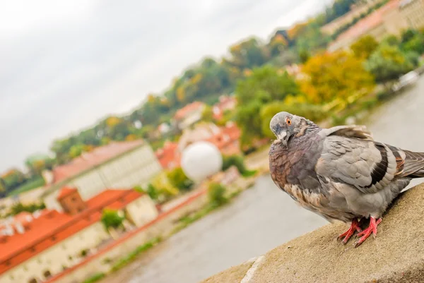 Dove in Prague — Stock Photo, Image